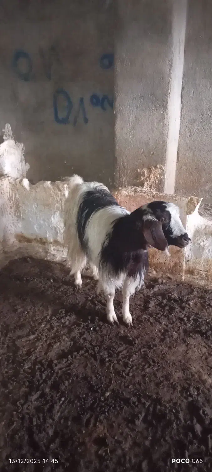 فروشی|حیوانات مزرعه|جلگه رخ, |دیوار