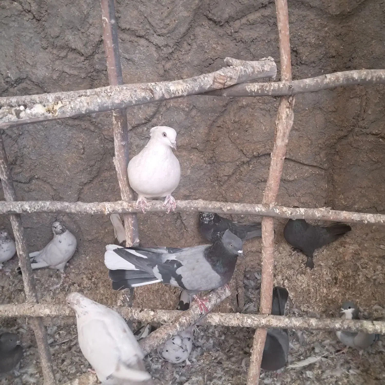 اصفهانی معاوضه با سهره خاکی|پرنده|اصفهان, ارغوانیه|دیوار