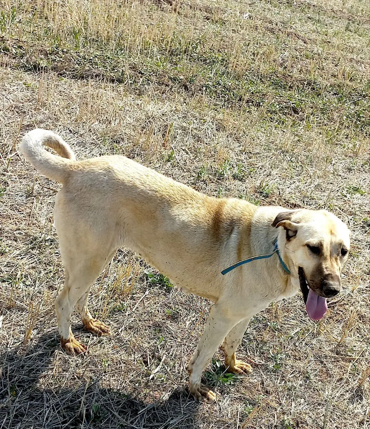 توله سگ سرابی نر۴ماهه|سگ|هریس, |دیوار