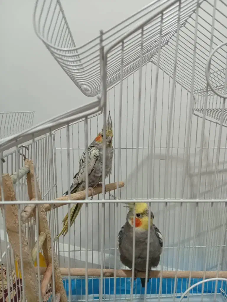 دو عدد عروس هلندی نر وماده اماده تخم گذاری باقفس|پرنده|دزفول, |دیوار