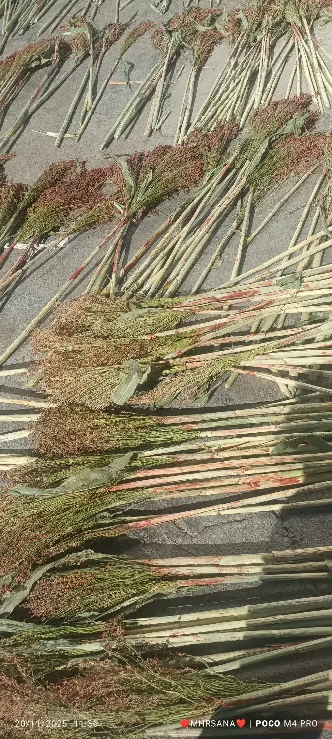 جارو|لوازم نظافت|پلدختر, |دیوار