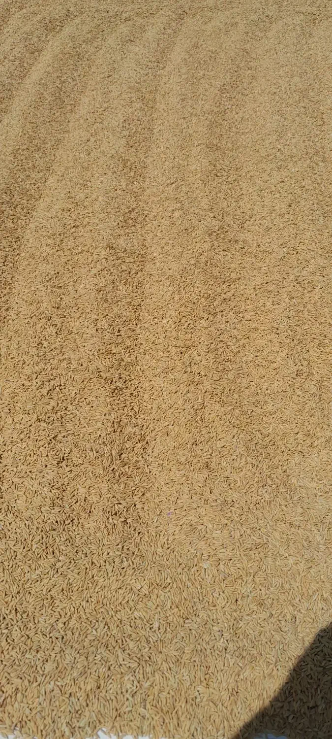 برنج چمپا درجه یک پخت تضمینی|خوردنی و آشامیدنی|باغ ملک, |دیوار