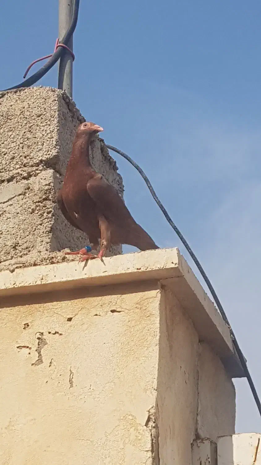 سرخ|حیوانات|برازجان, |دیوار