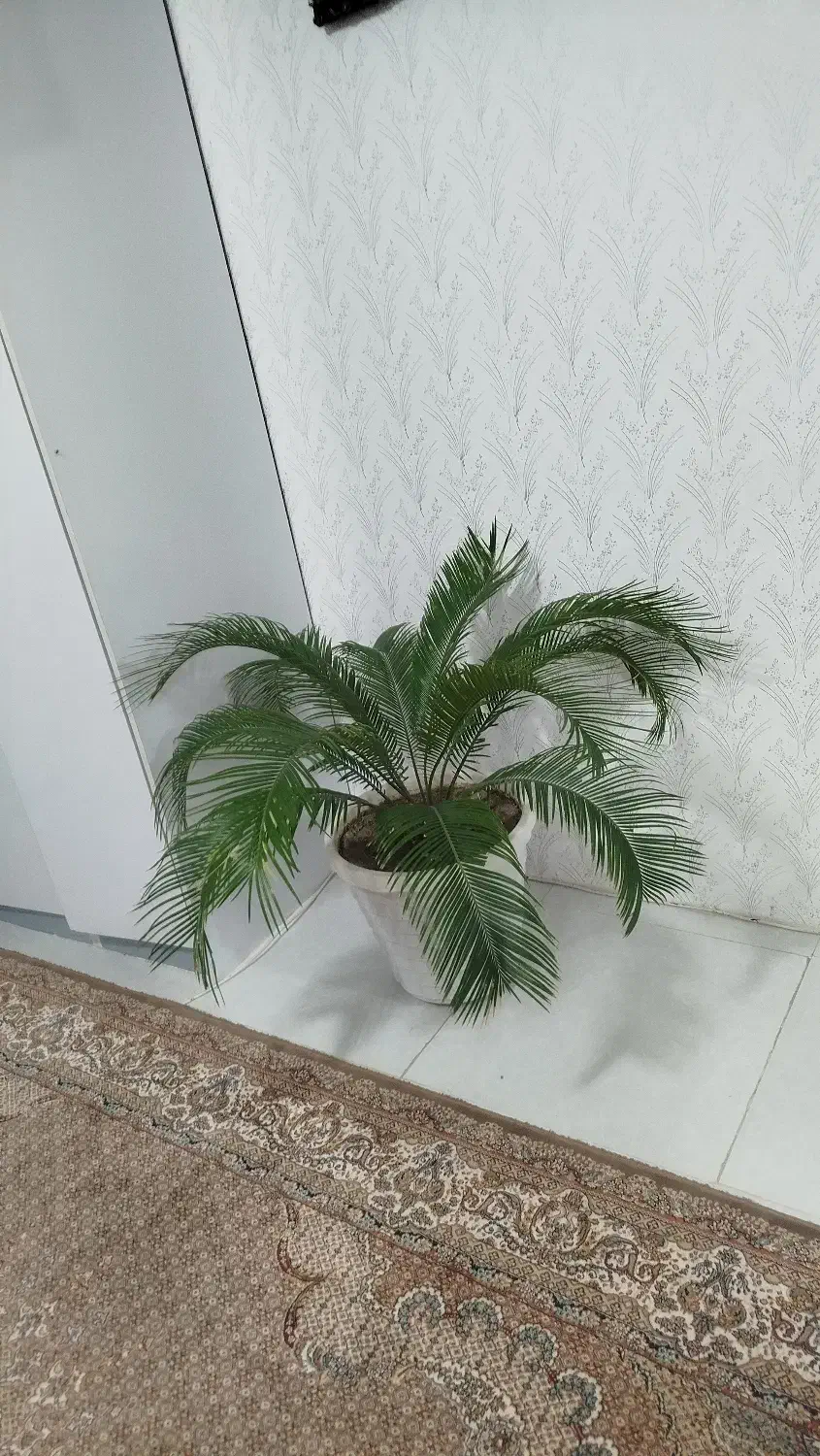 نخل بزرگ طبیعی|گل و گیاه طبیعی|اردبیل, |دیوار