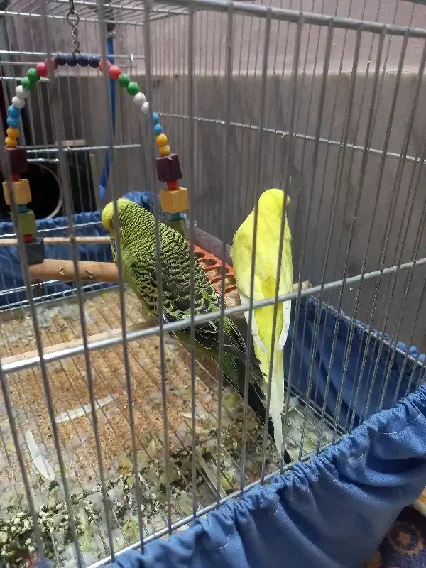 مرغ عشق گرید A هلندی|پرنده|اصفهان, سرشبادران|دیوار