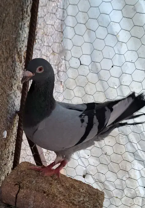 زاجر نر|پرنده|یزد, |دیوار