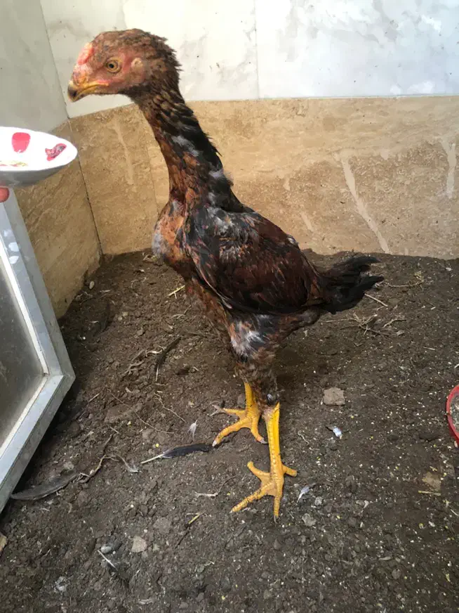 جوجه خروس لاری|حیوانات مزرعه|اردبیل, |دیوار