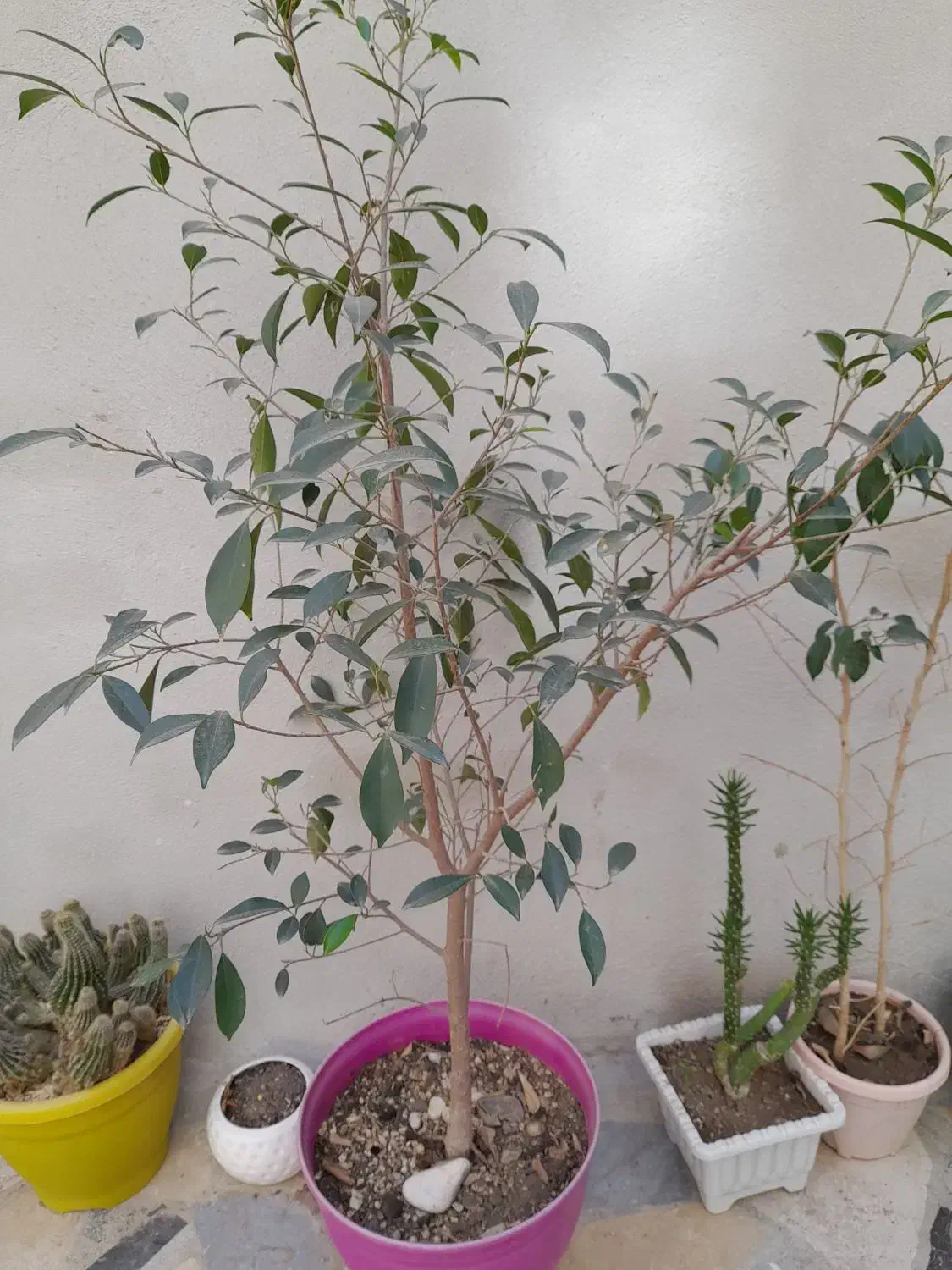 بن سای|گل و گیاه طبیعی|اردبیل, |دیوار