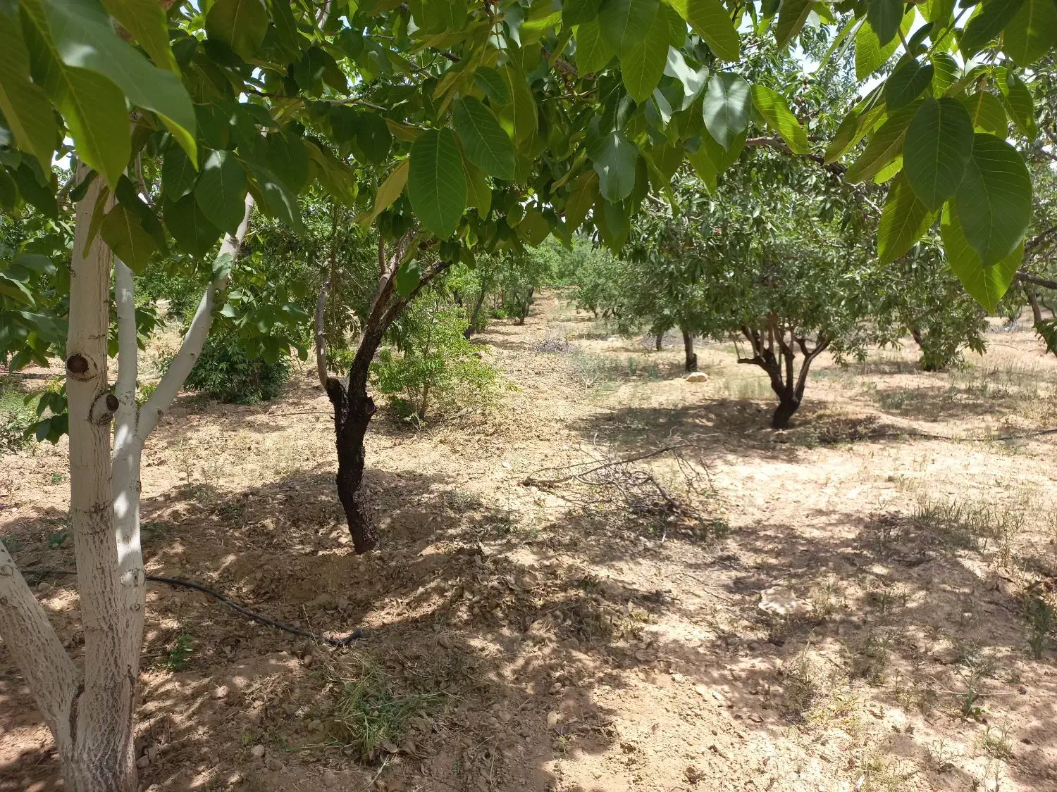 ۸۰۰متری   دارای سند|فروش زمین و ملک کلنگی|اهواز, کمپلو شمالی|دیوار