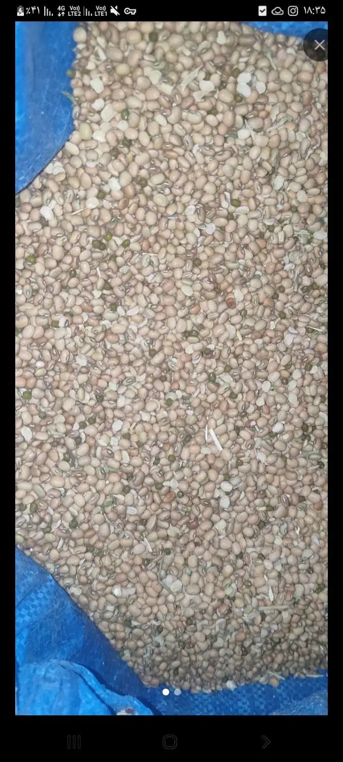 لوبیا سرخ|خوردنی و آشامیدنی|جیرفت, |دیوار