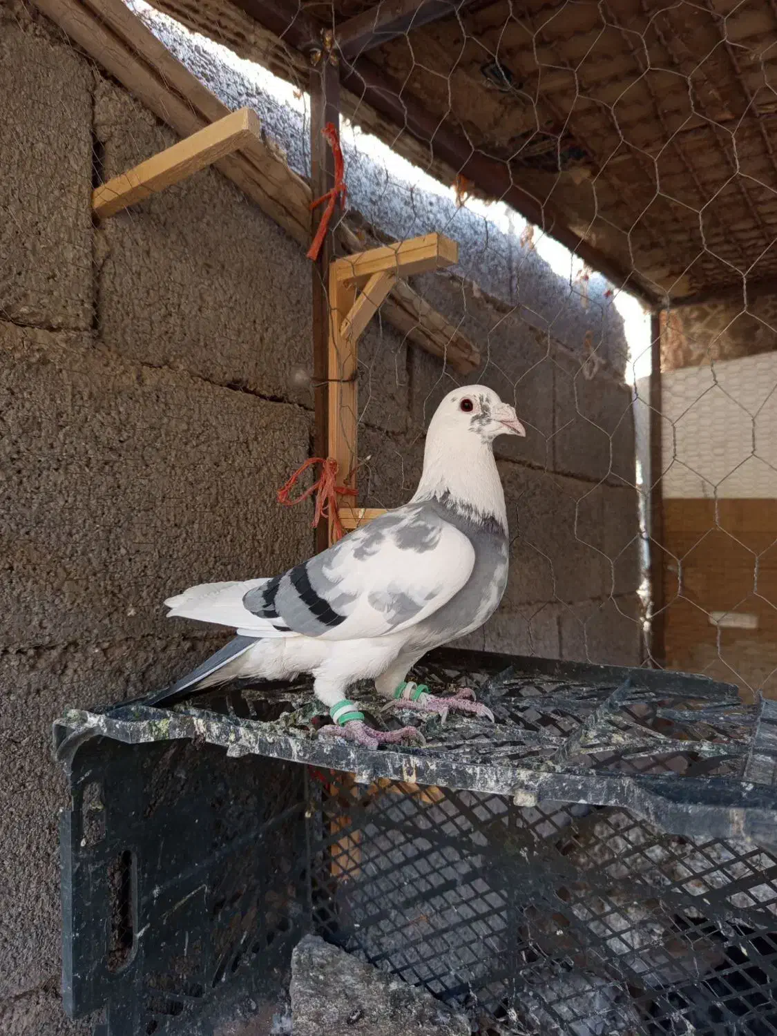 کفتر پرشی وجفتگاه|پرنده|تربتحیدریه, باغ ملی|دیوار