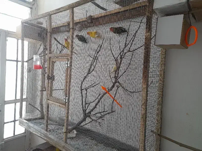 قفس|پرنده|چناران, |دیوار