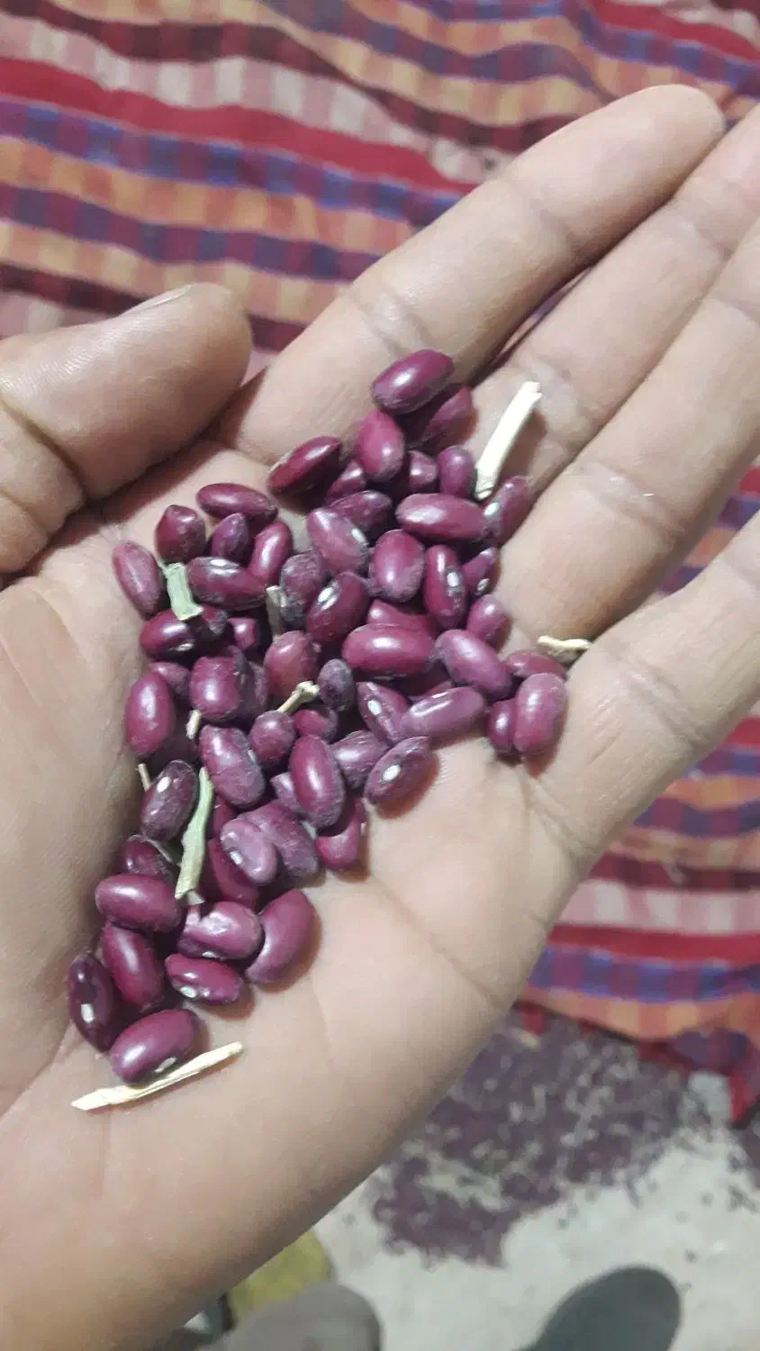 لوییا قرمز|خوردنی و آشامیدنی|بزینه رود, |دیوار