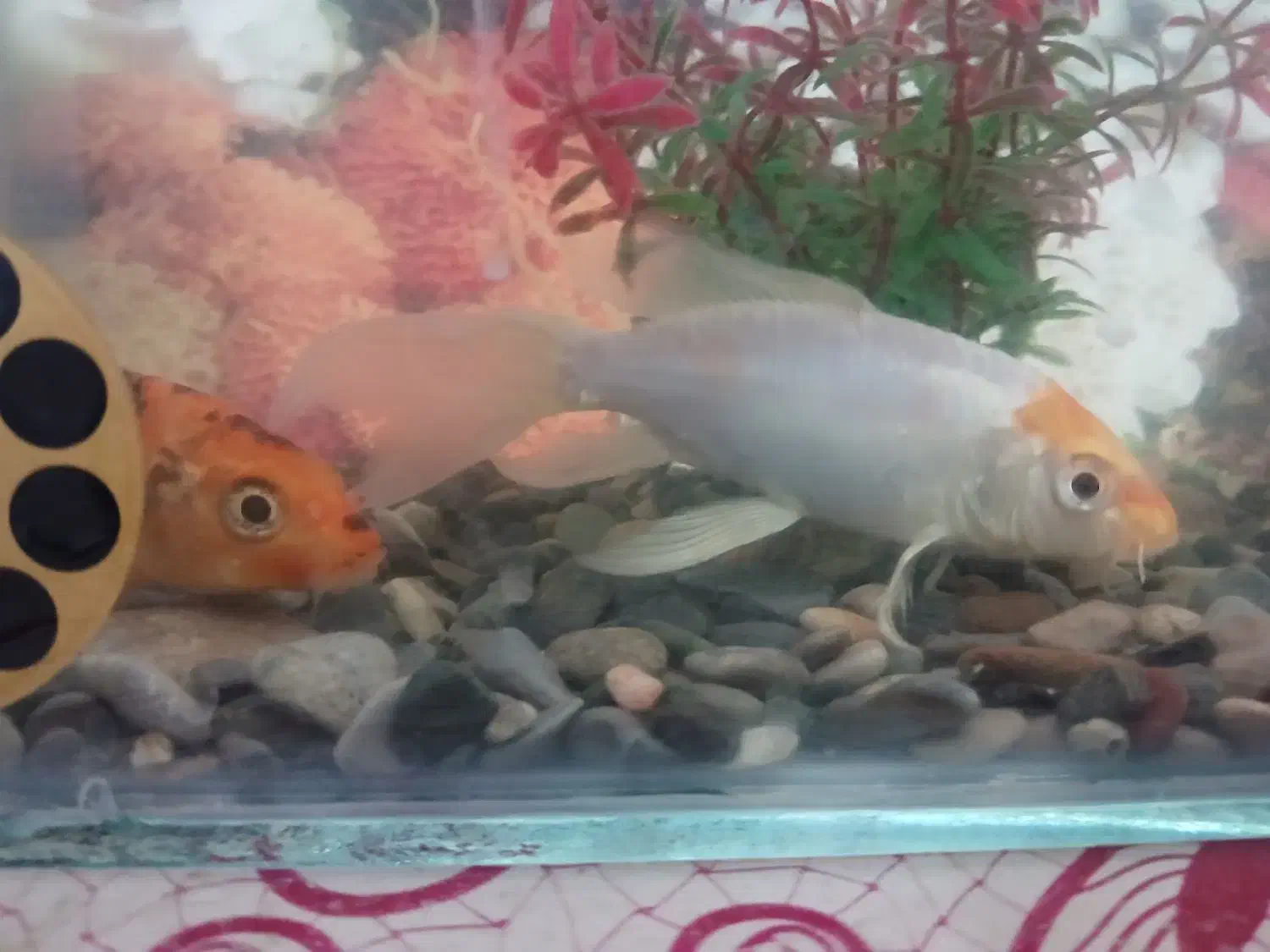 اکواریم کامل با ماهی ودستگاه|ماهی|میبد, |دیوار