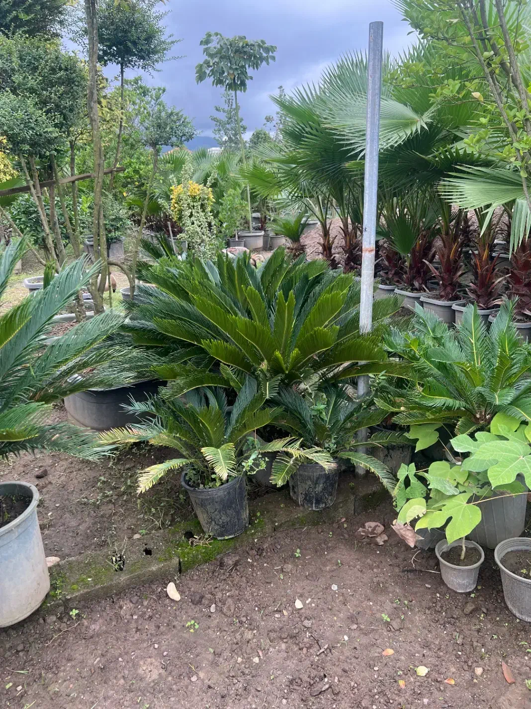 گیاه سیکاس ژاپنی ( گل تزیینی فضای سبز )|گل و گیاه طبیعی|تهران, صادقیه|دیوار