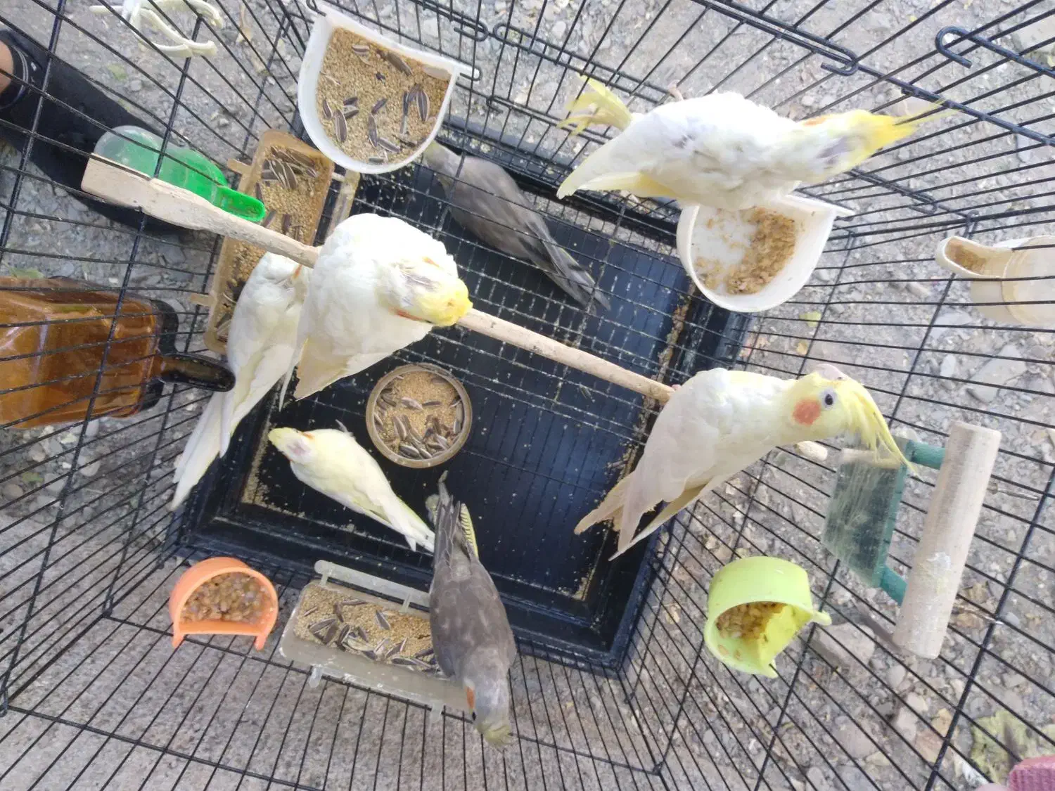 جوجه عروس هلندی|پرنده|مشهد, ویلاشهر|دیوار