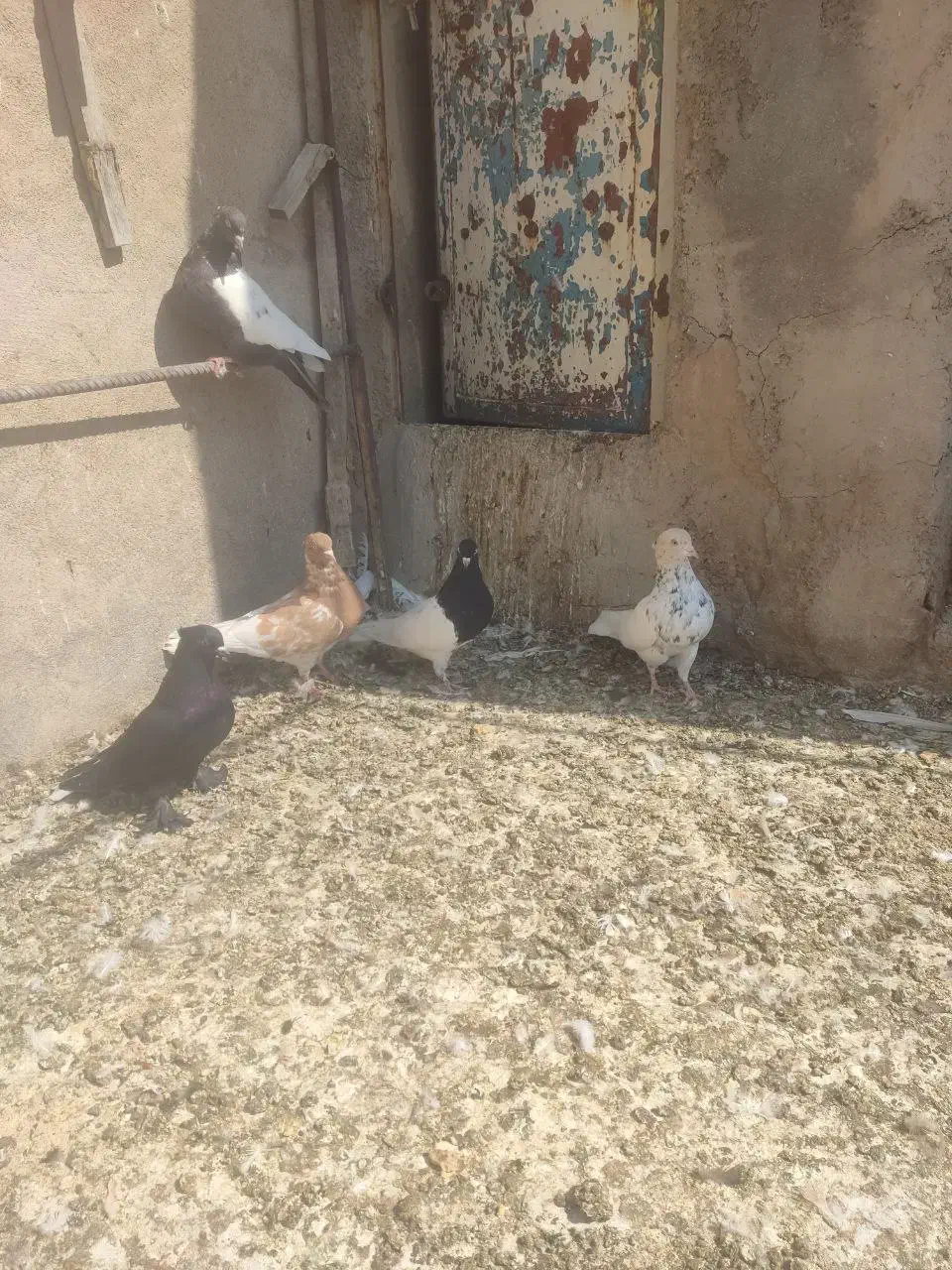 کبوتر|پرنده|شیراز, فرودگاه شهید دستغیب شیراز|دیوار