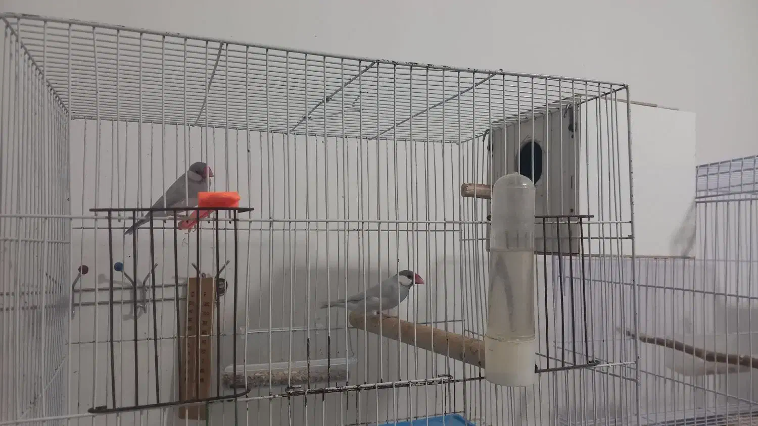 فنچ نرگسی|پرنده|قوچان, |دیوار