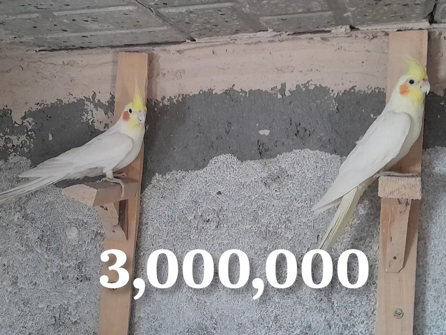 عروس هلندی|پرنده|تربتحیدریه, هاشمینژاد|دیوار