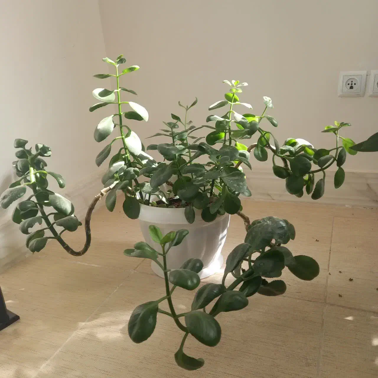 گل طبیعی|گل و گیاه طبیعی|تربت‌حیدریه, شهرک ولیعصر|دیوار