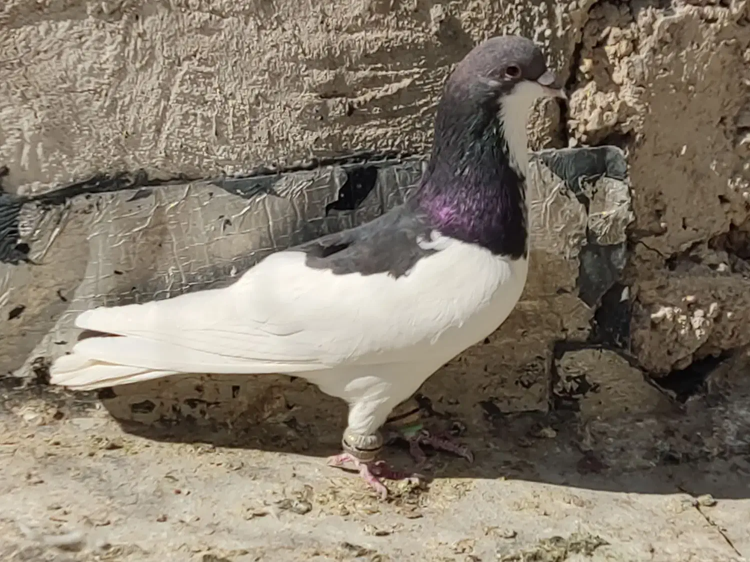 کبوتر|پرنده|شیراز, سعدیه شمالی|دیوار