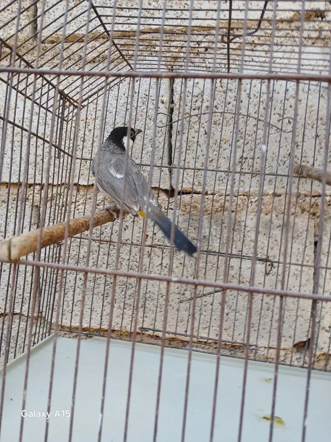 قناریی نخل|حراج|شادگان, |دیوار