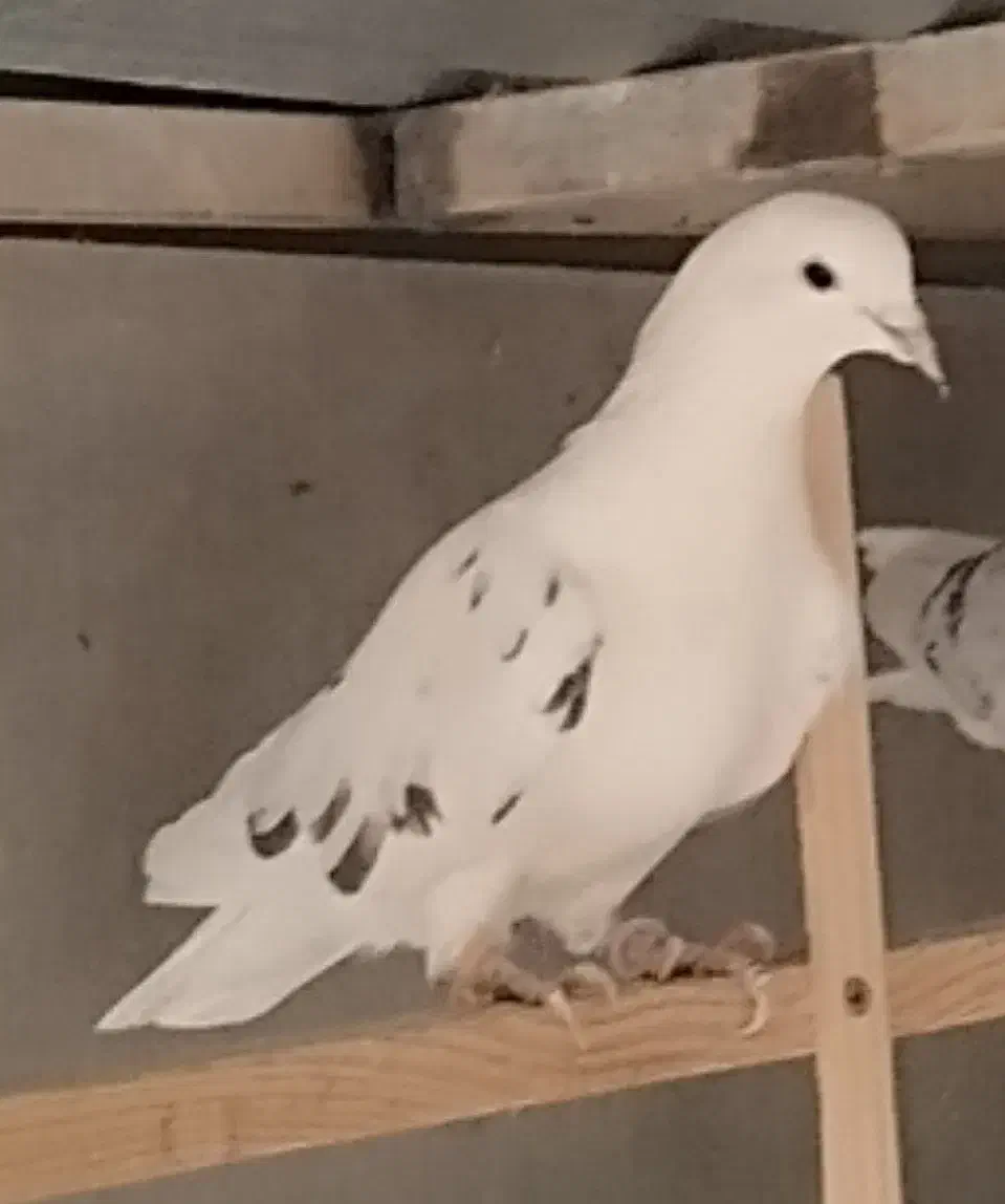 کبوتر|پرنده|تهران, فلسطین (میدان انقلاب)|دیوار