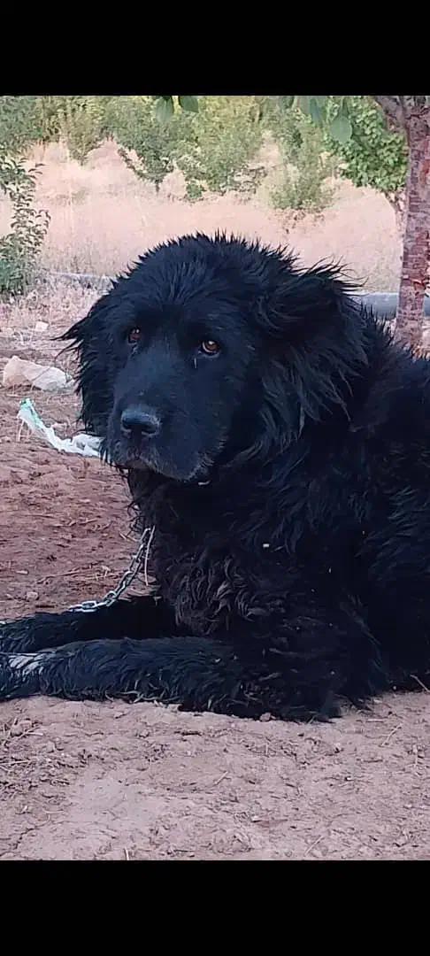 سگ گم شده|حیوانات|شیراز, شهرک مطهری|دیوار