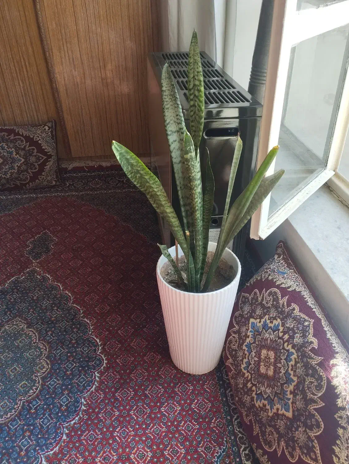 سانسوریا بزرگ|گل و گیاه طبیعی|شوش, |دیوار