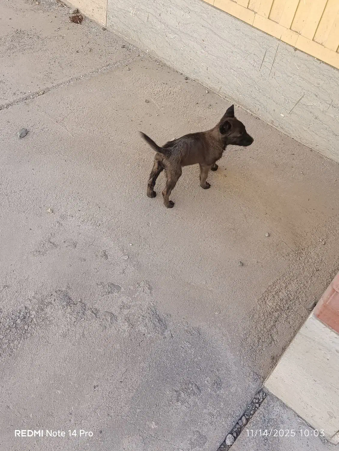 مالینویز|سگ|جیرفت, |دیوار