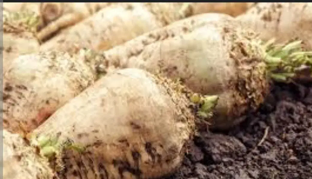 چغندر قند|خوردنی و آشامیدنی|قره ضیاالدین, |دیوار