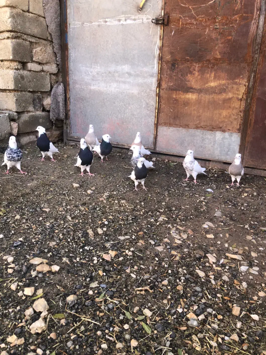 کبوتر طوقی|پرنده|مریوان, |دیوار