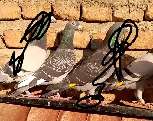 11 عدد کبوتر|پرنده|گرگان, |دیوار