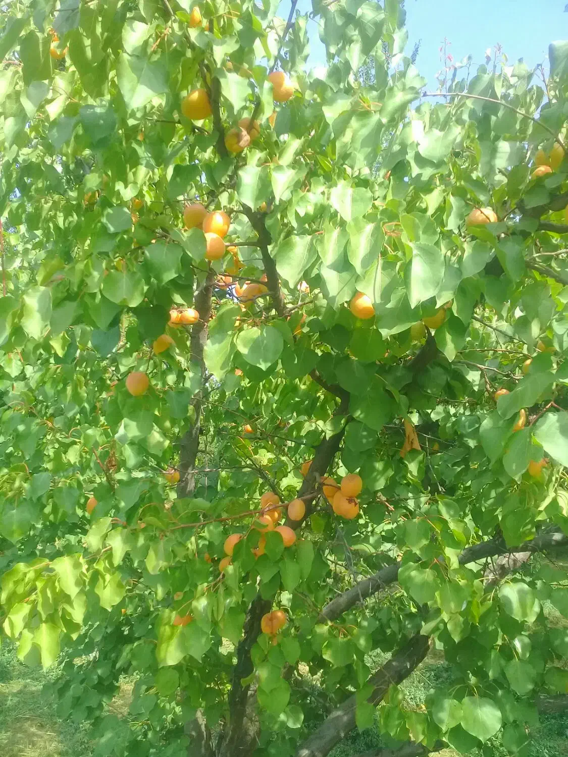 زمین و باغ وسوله وحیاط دریالقوزآغاج  مرند|فروش دفتر صنعتی، کشاورزی، تجاری|مرند, |دیوار