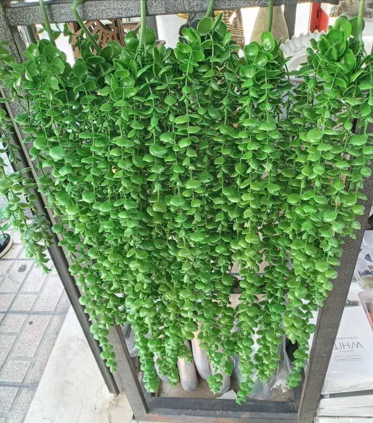 شمشاد گلدار|گل مصنوعی|نسیم‌شهر, |دیوار