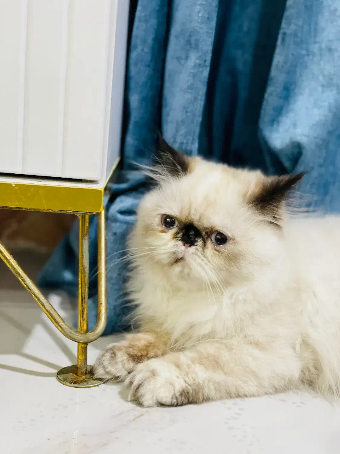 گربه هیمالین|گربه|بندرعباس, |دیوار