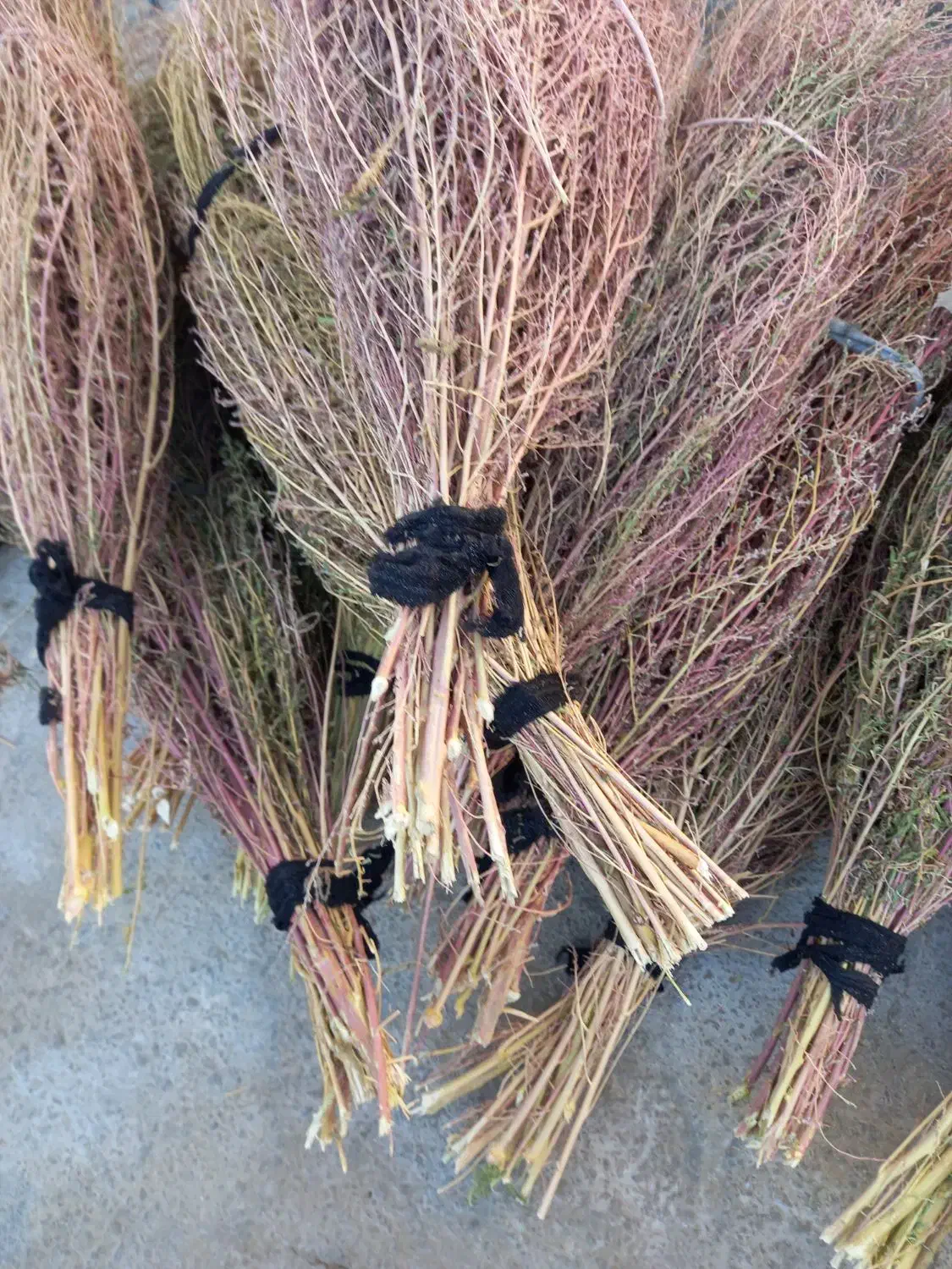 20دسته جارو دسته بزرگ روستایی کتوله ساری|لوازم نظافت|کوهدشت, |دیوار