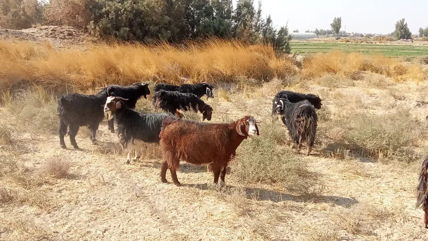 بزماده|حیوانات مزرعه|هیرمند, |دیوار