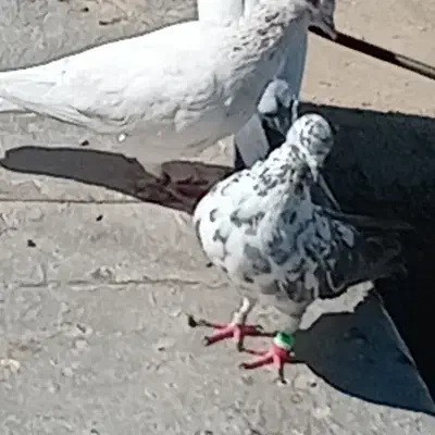 ماده سوسکی گم شده|پرنده|اشترینان, |دیوار