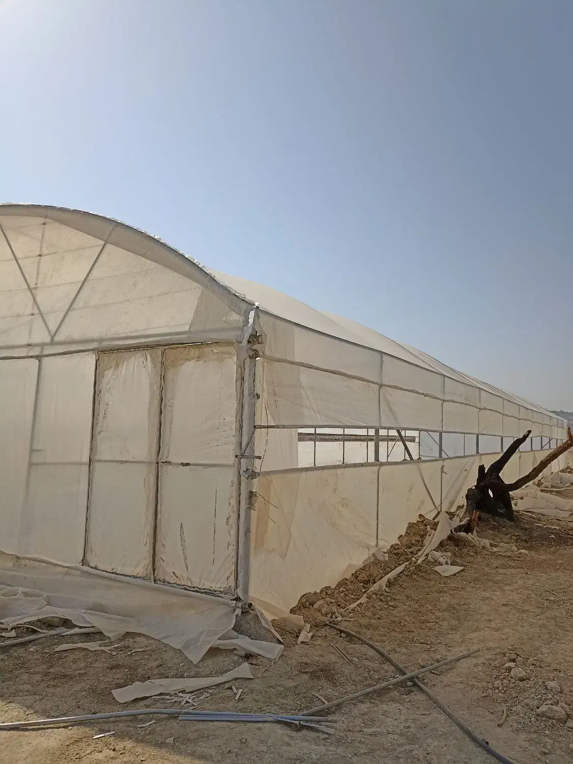 فروش گلخانه خانگی 300متری کاشته شده سوران هست|فروش دفتر صنعتی، کشاورزی، تجاری|سیب و سوران, |دیوار