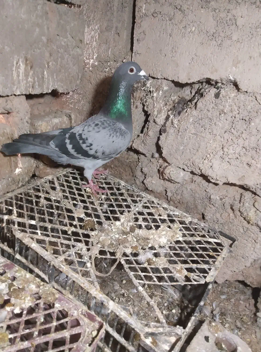 کبوتر|پرنده|نهبندان, |دیوار