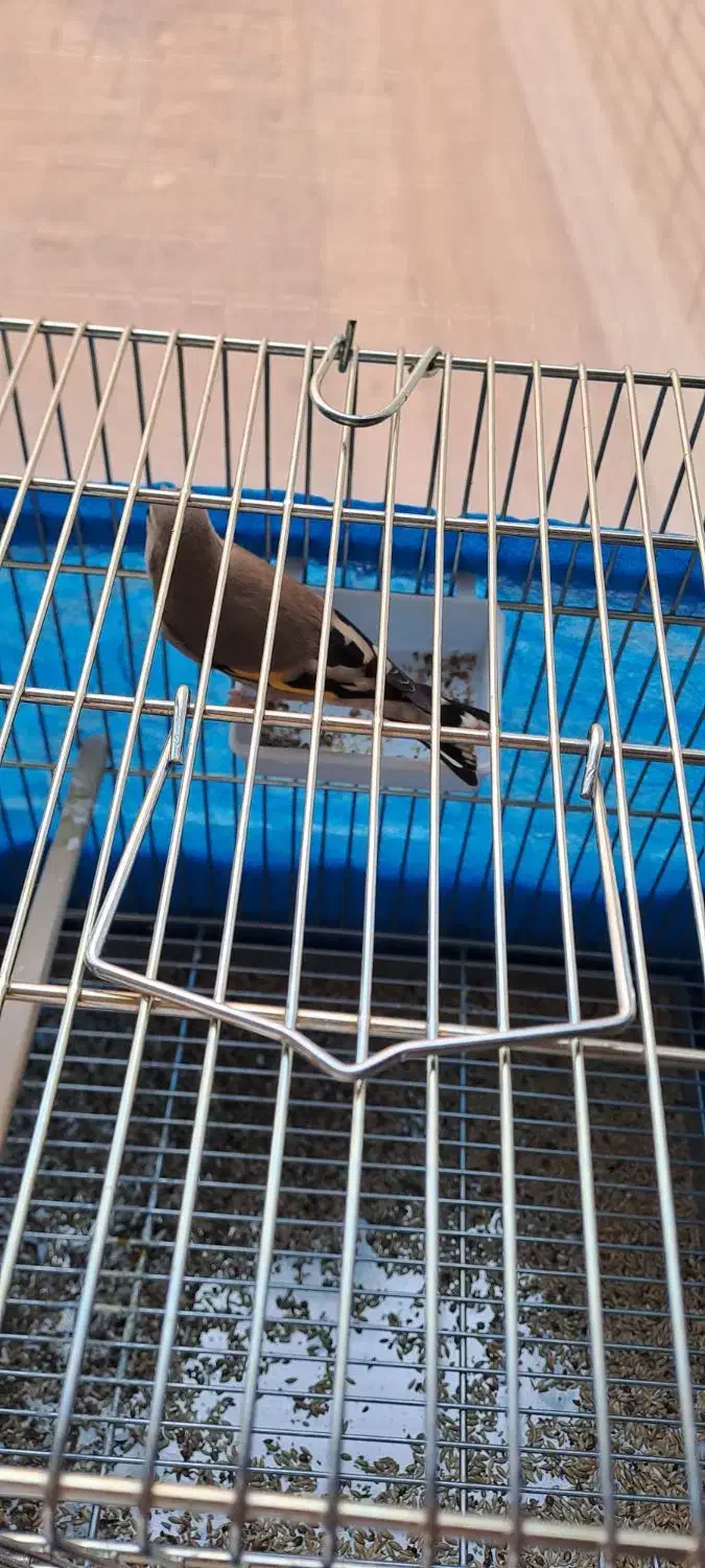 سهره دو رگ جوجه سال|پرنده|اصفهان, جامی|دیوار