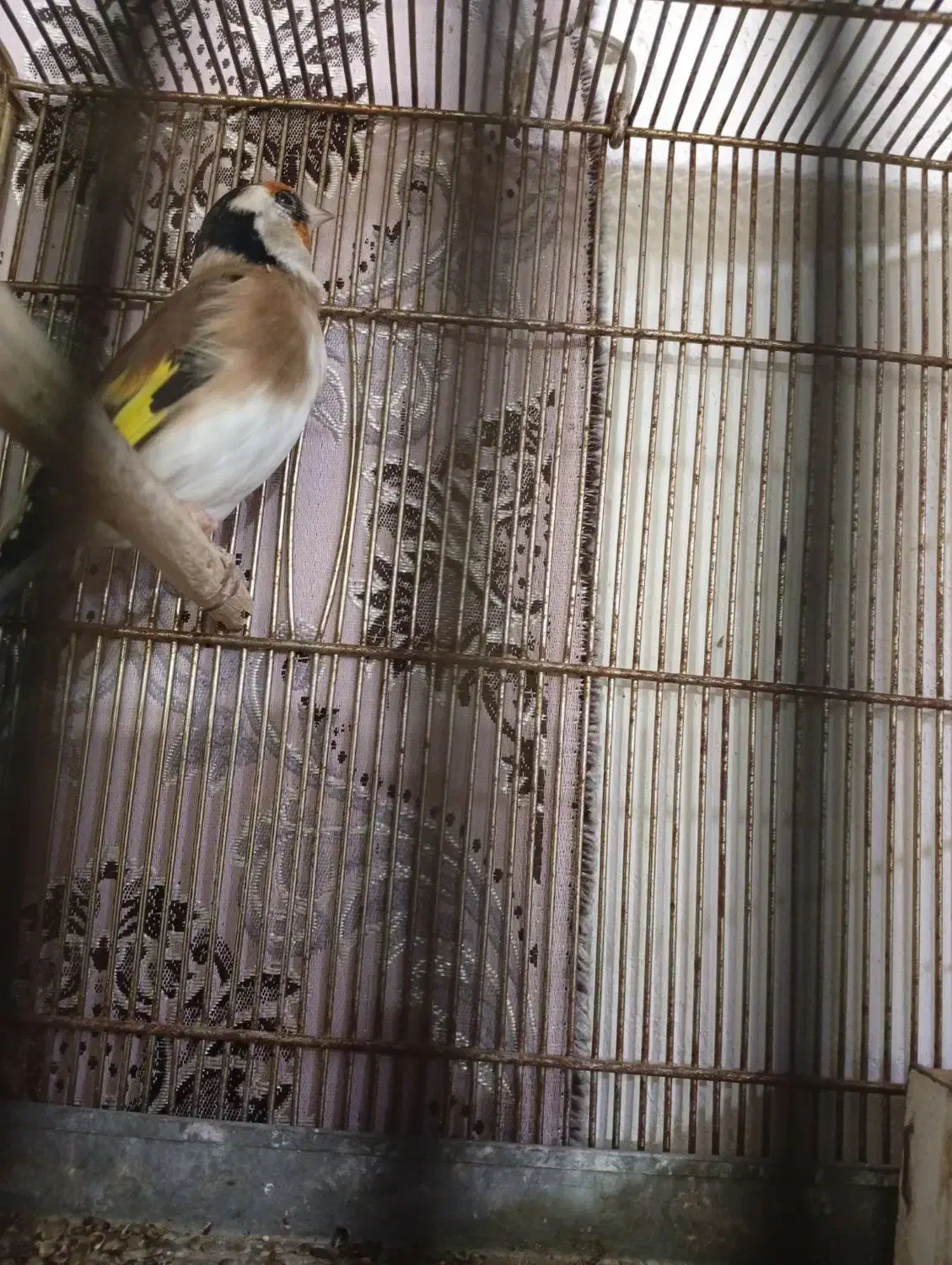 سهره|پرنده|یاسوج, |دیوار