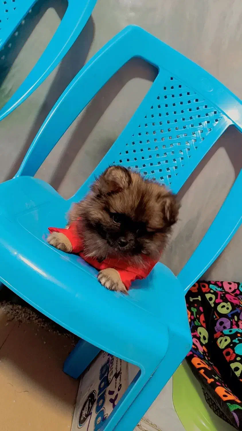 پامرین پکینز با اصالت|سگ|تبریز, |دیوار