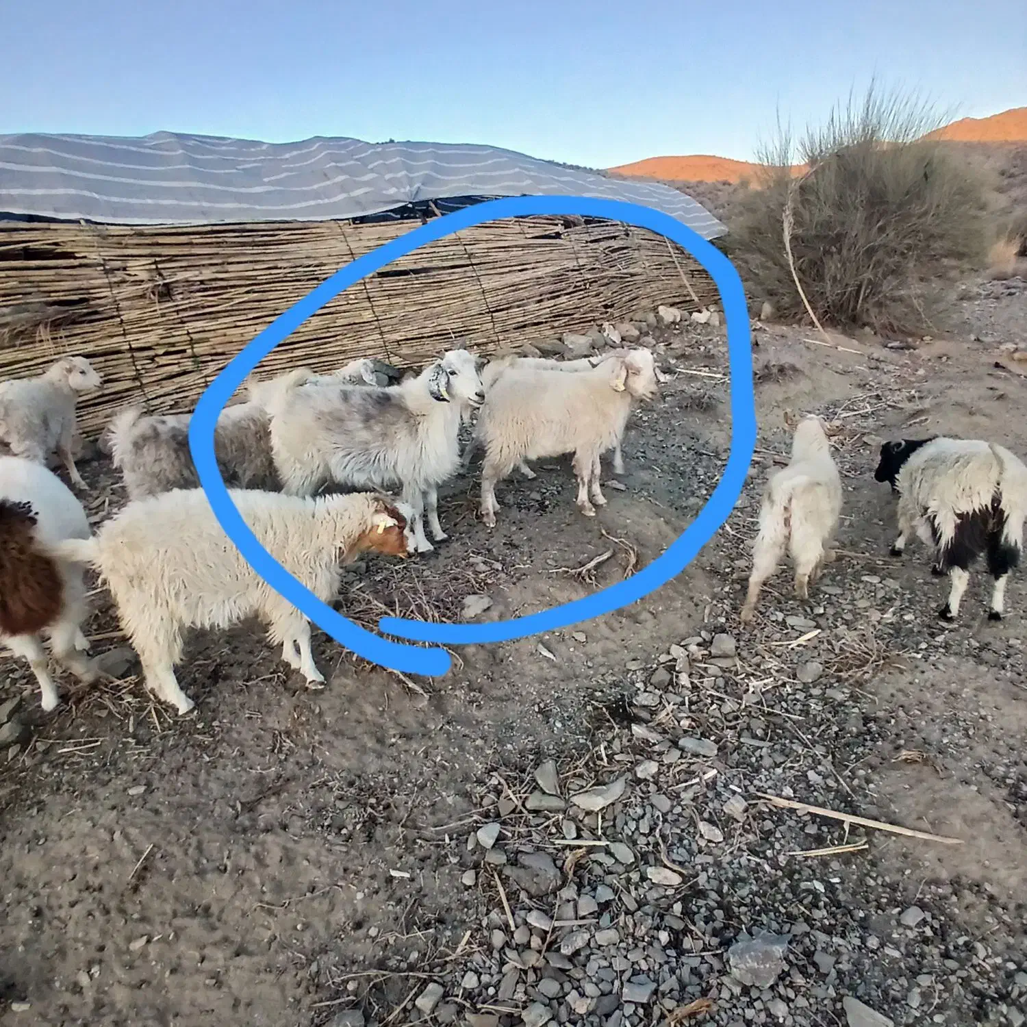 گوسفند  فروشی|حیوانات مزرعه|اسفندقه, |دیوار