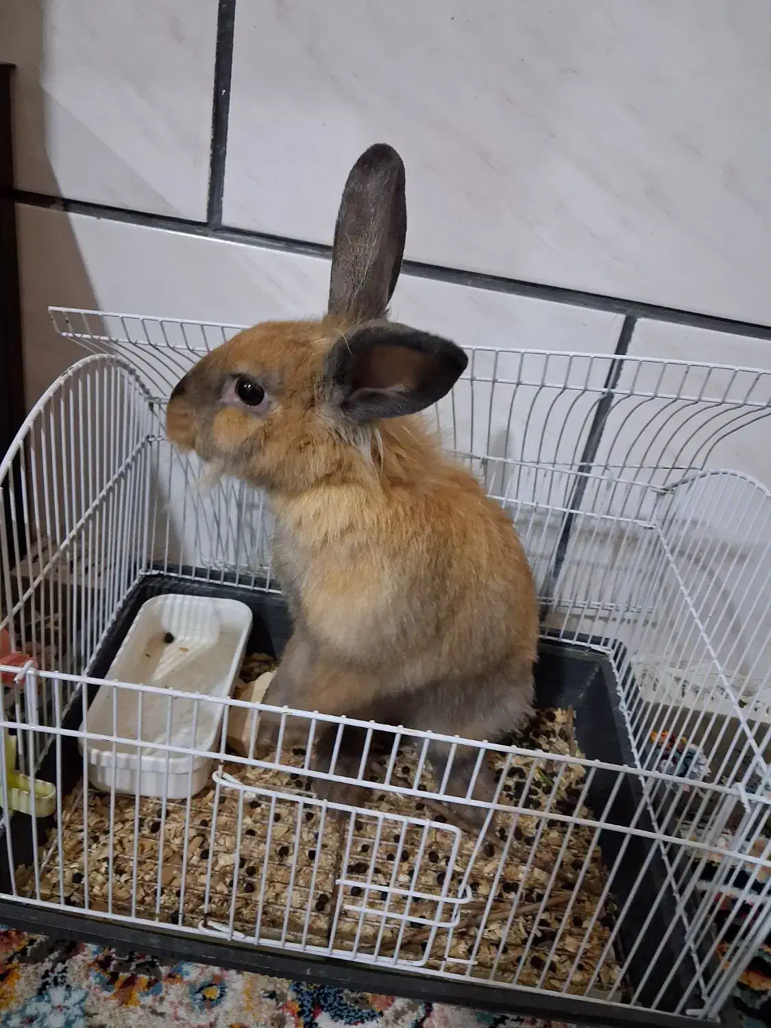 خرگوش لوپ هلندی|موش و خرگوش|شیراز, نصر|دیوار