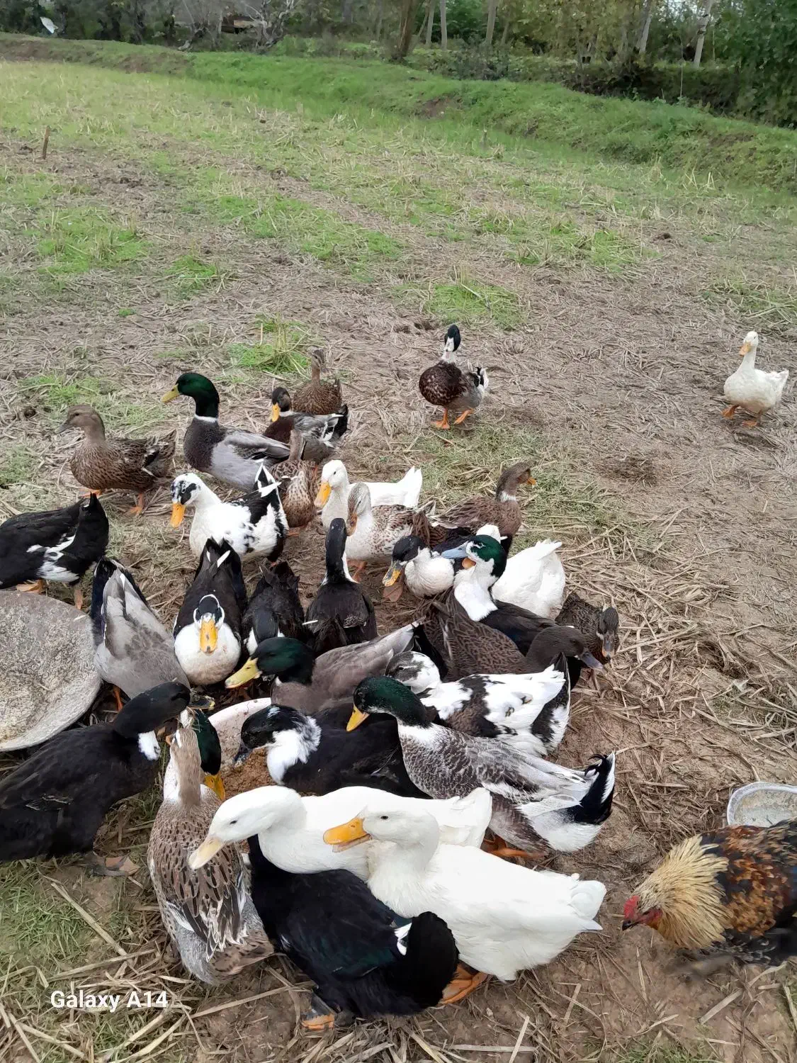 حیوانات خانگی|حیوانات مزرعه|سنگر, |دیوار