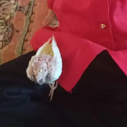 عروس هلندی|پرنده|نقده, |دیوار