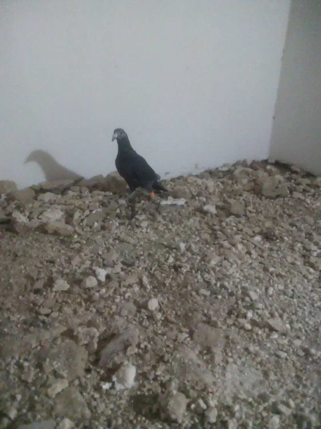 جوانه نر سوسکی بزک 500|پرنده|تربتحیدریه, میدان مرکزی|دیوار