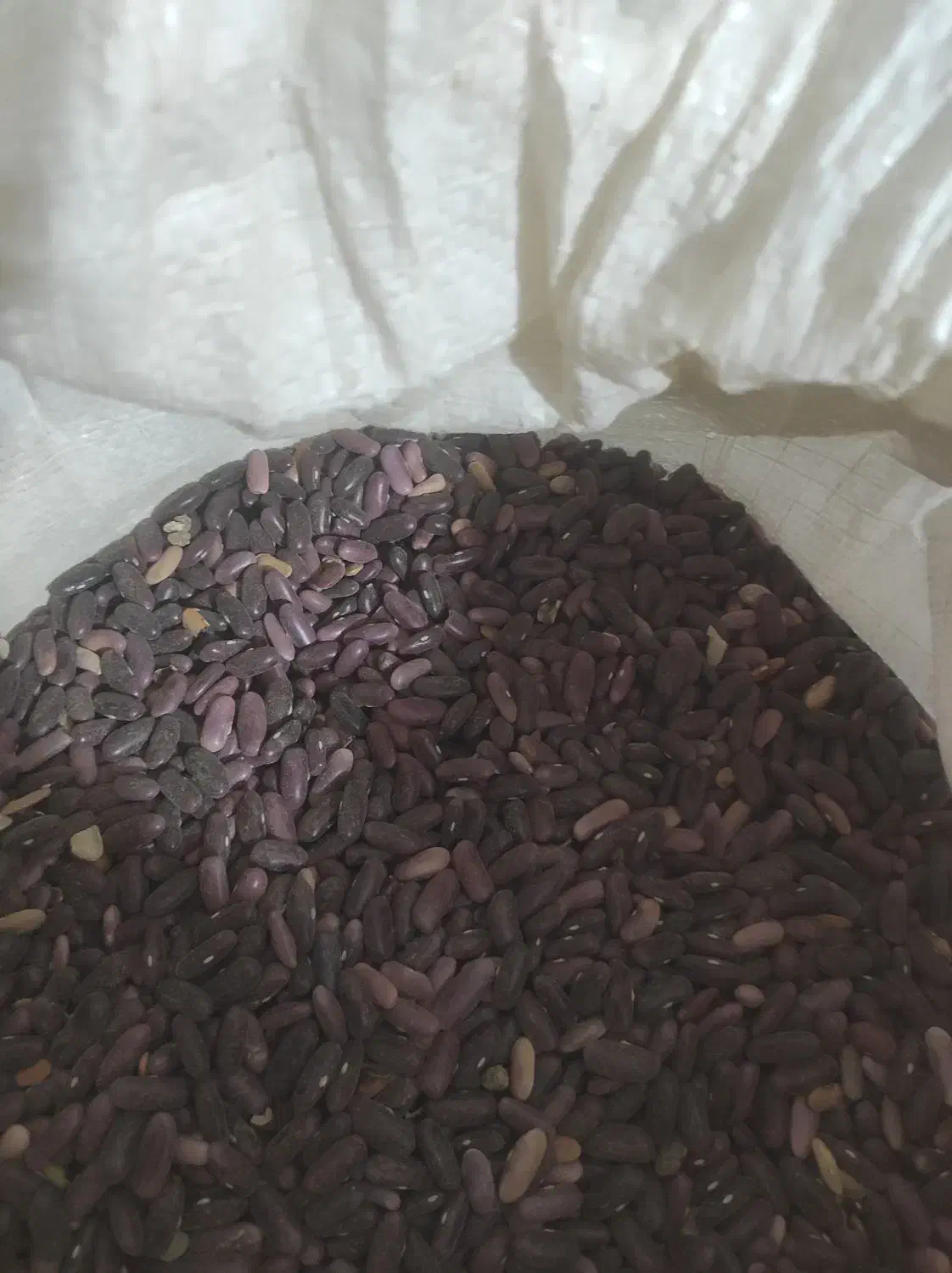 لوبیا قرمز کپسولی|عمدهفروشی|همایجان, |دیوار